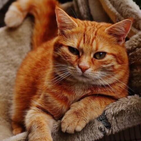 veterinary care 兽医护理