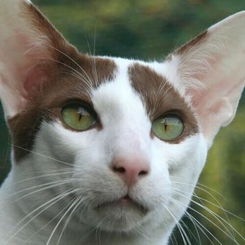veterinarian near me 我旁边的兽医