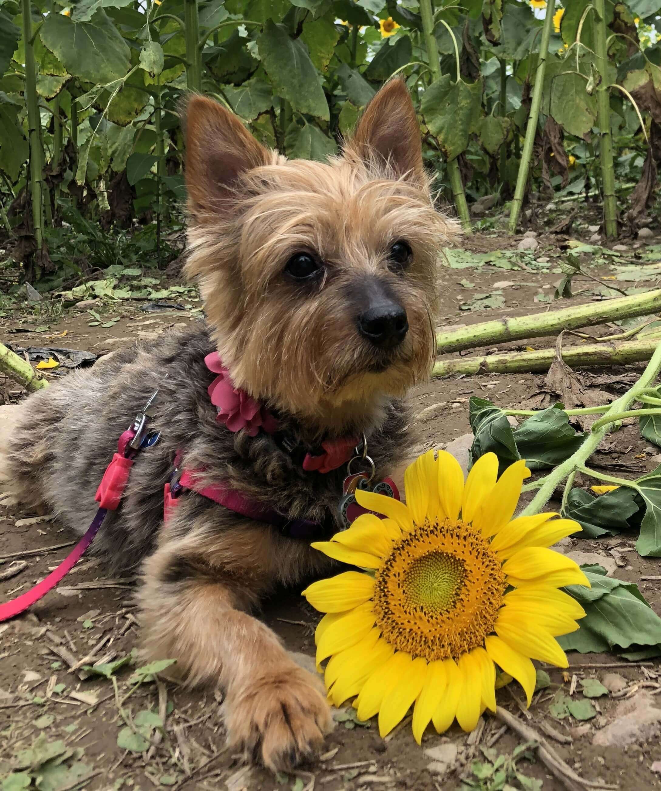 senior-dog