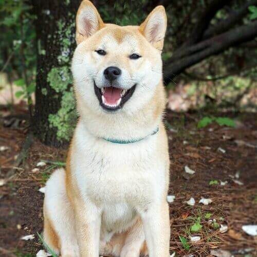 秋田犬