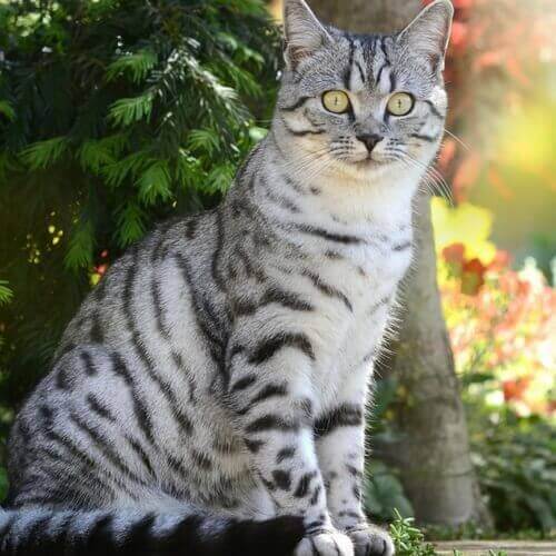 美国短毛猫