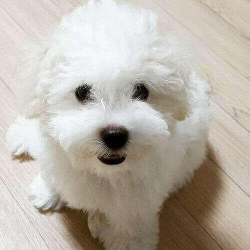 卷毛比雄犬
