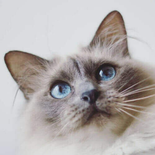 伯曼猫