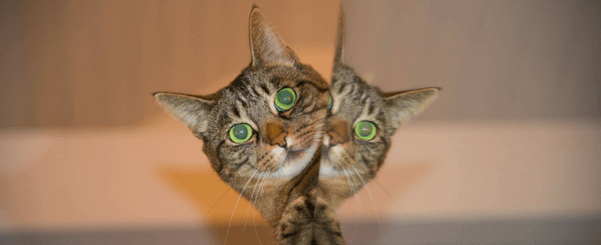 常见的健康问题高级猫ray雷电竞