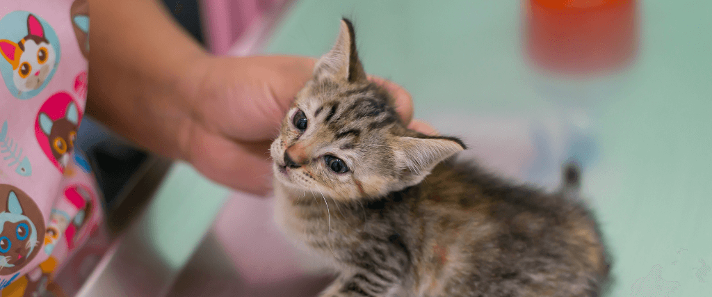 猫驱虫药信息你需要避免这种可能致命的条件