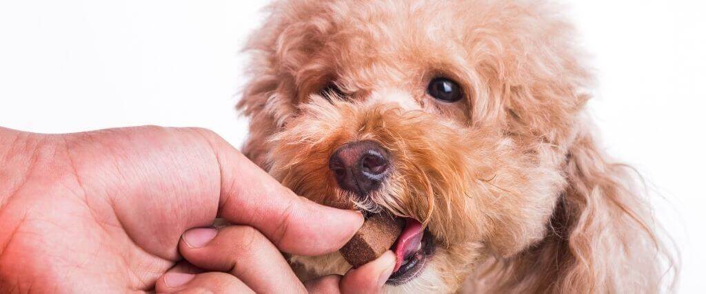 犬恶丝虫宣传月:如何让你的狗Heartworm-Free
