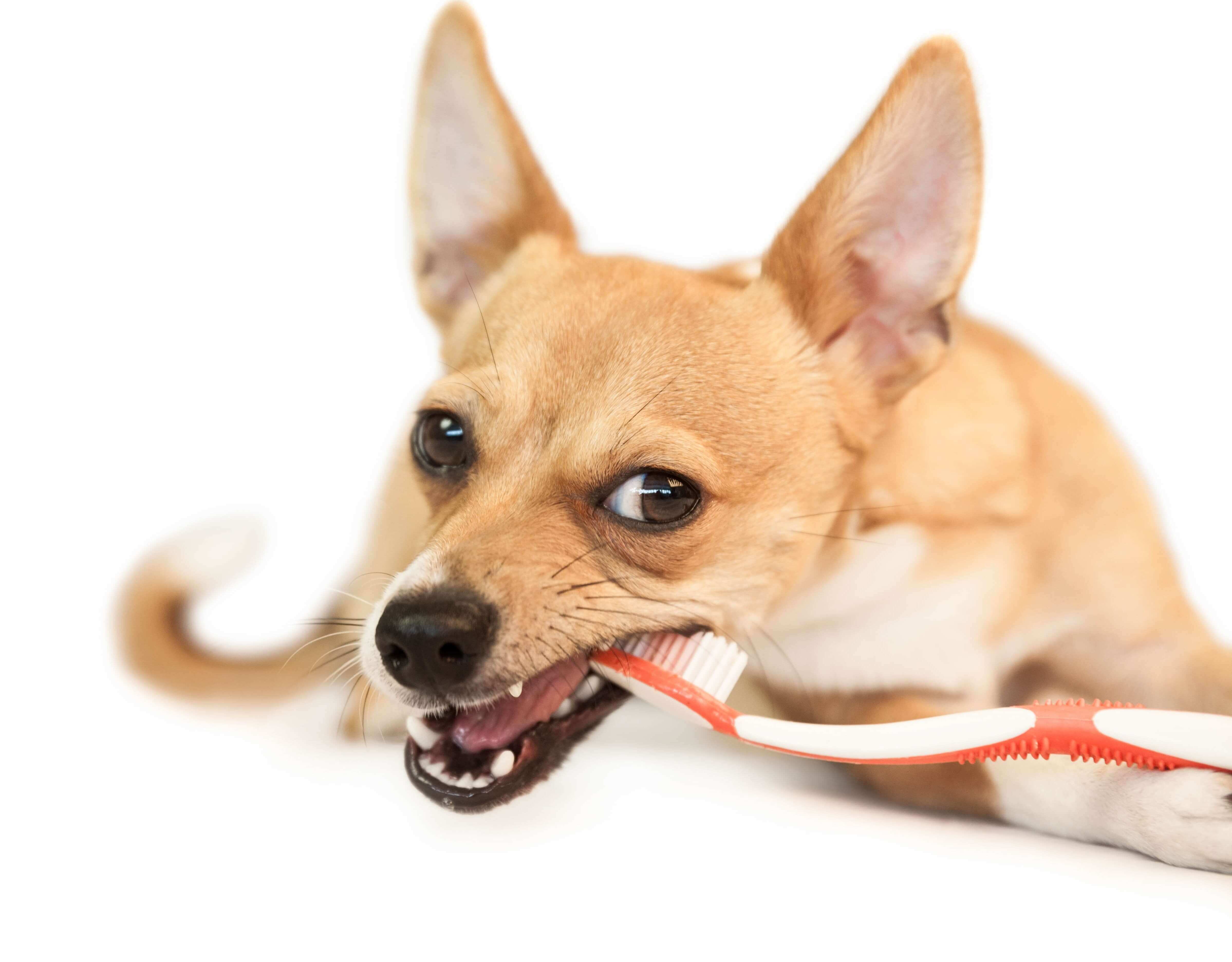 dog-brushing-teeth