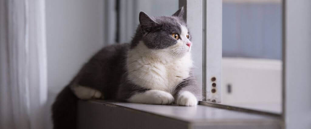 如何丰富你的室内猫的生活