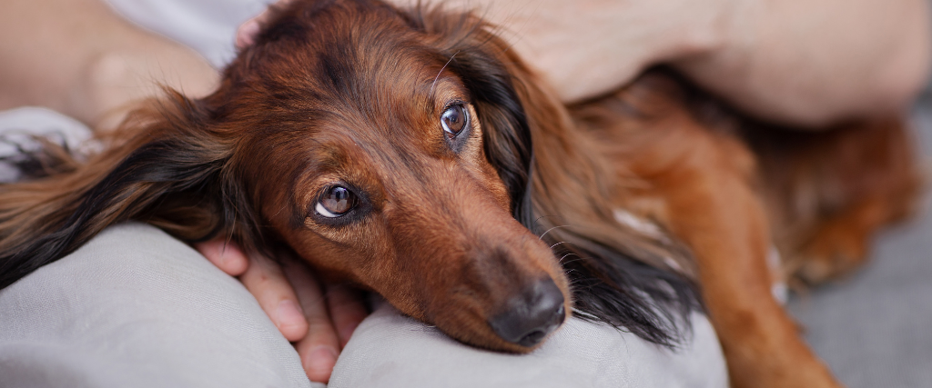 犬恶丝虫在狗:为什么你不应雷电竞即时比分该等到有症状
