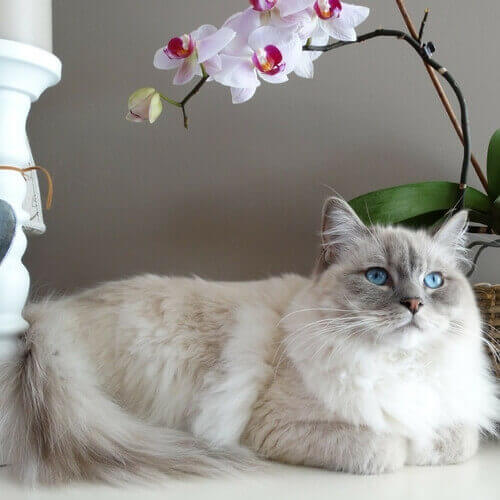 布偶猫