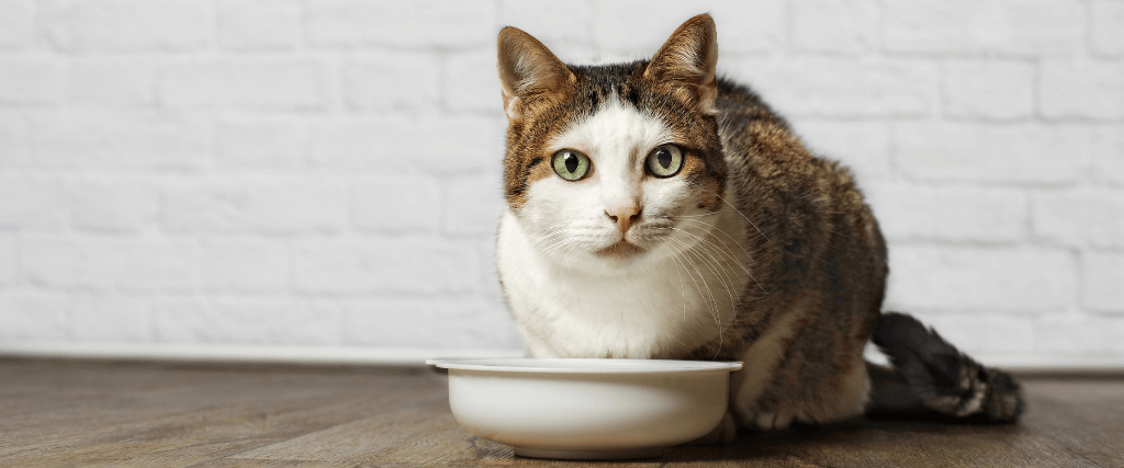 如何照顾你的高级猫提供最好的生活质量