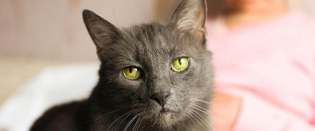 如何照顾你的猫当他们进入他们的高级年