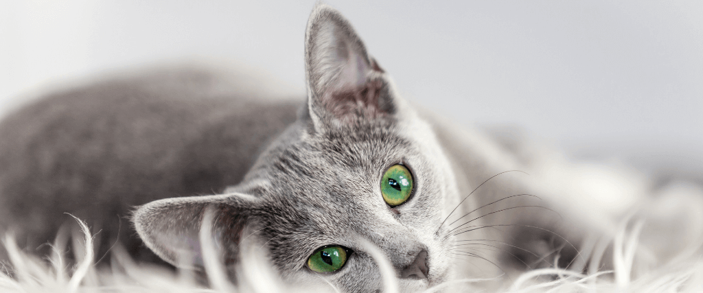 7你的猫生病迹象,打电话给兽医