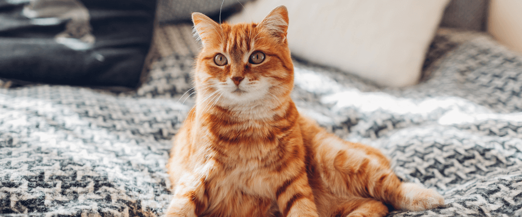 糖尿病在狗和猫ray雷电竞雷电竞即时比分